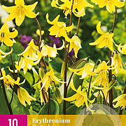 Erythronium 'Pagoda' verpakt per 10
