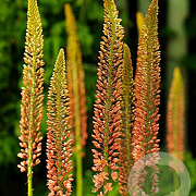 Eremurus Ruiter hybr. Cleopatra verpakt per 100