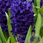 Hyacinthen Blue Trophy verpakt per 50