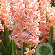 Hyacinthen Gipsy Queen verpakt per 50