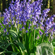Hyacinthoides hispanica 'Excelsior' 10 cm verpakt per 100
