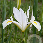 Iris Hollandica White van Vliet verpakt per 100