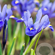 Iris reticulata verpakt per 100