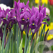 Iris reticulata 'J.S. Dijt' verpakt per 100