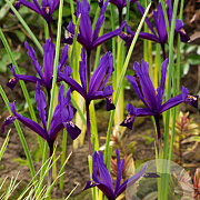 Iris reticulata 'Pauline' verpakt per 100