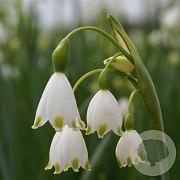 Leucojum aestivum 'Gravetye Giant' 12-14 cm verpakt per 100
