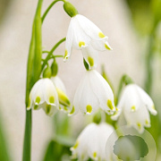 Leucojum vernum verpakt per 100