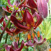 Lilium martagon 'Claude Shride' 16-18 cm verpakt per 25