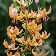 Lilium martagon Guinea Gold 16-18 cm verpakt per 25