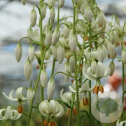 Lilium martagon Snowy Morning 16-18 cm verpakt per 25