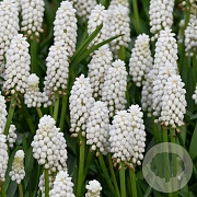 Muscari aucheri 'White Magic' verpakt per 100