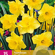 Narcissus 'Carlton' 12-14 cm verpakt per 100