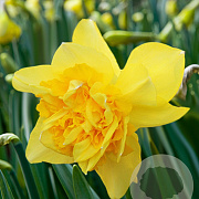 Narcissus 'Dick Wilden' 10-12 cm verpakt per 100
