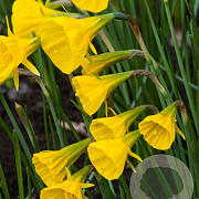 Narcissus (bul) 'Golden Bells' 6-8 cm verpakt per 100