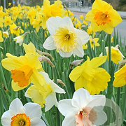 Narcissus 'Groot Kronig 12-14 cm verpakt per 100