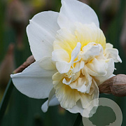 Narcissus 'Obdam' 12-14 cm verpakt per 100
