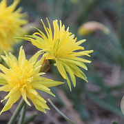 Narcissus 'Rip Van Winkel' 10-12 cm verpakt per 100