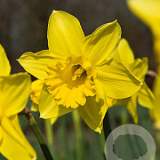 Narcissus 'Standard Value' 10-12 cm verpakt per 100