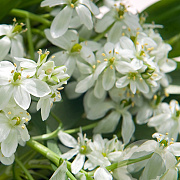Ornithogalum balansae verpakt per 100