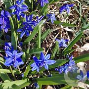 Scilla siberica 5 cm verpakt per 100