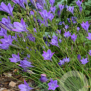 Triteleia corrina 5-6 cm verpakt per 100