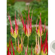 Tulipa acuminata verpakt per 100
