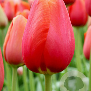 Tulipa 'Avignon' 11-12 cm verpakt per 100