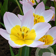 Tulipa bakeri 'Lilac Wonder' verpakt per 100