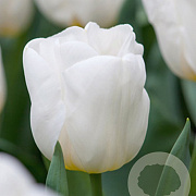 Tulipa 'Calgary' 11-12 cm verpakt per 100