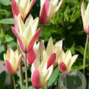 Tulipa clusiana 'Cynthia' verpakt per 100
