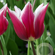 Tulipa 'Claudia' 11-12 cm verpakt per 100