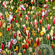 Tulipa 'clusiana' Mix verpakt per 100