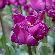 Tulipa Crown Of Negrita 11-12 cm verpakt per 100