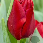Tulipa Dynamo 12 cm verpakt per 100