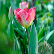 Tulipa 'Flaming Purissima' 12 cm verpakt per 100