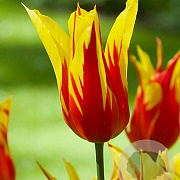 Tulipa 'Fire Wings' 11-12 cm verpakt per 100