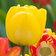 Tulipa 'Golden Apeldoorn' 11-12 cm verpakt per 100