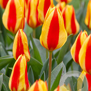 Tulipa Goudstuk 11-12 cm verpakt per 100