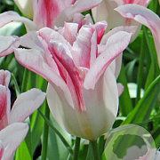 Tulipa 'Holland Chic' 11-12 cm verpakt per 100