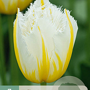 Tulipa (fri) 'Lemon Beauty' 5 cm verpakt per 100