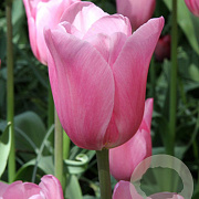 Tulipa Mistress 11-12 cm verpakt per 100