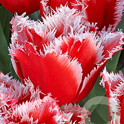 Tulipa New Santa 11-12 cm verpakt per 100