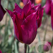 Tulipa Purple Heart 11-12 cm verpakt per 100