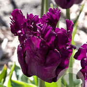 Tulipa Parrot Negrita 12 cm verpakt per 100