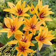 Tulipa praestans 'Shogun' verpakt per 100