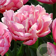 Tulipa Pink Star 11-12 cm verpakt per 100