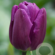 Tulipa 'Purple Prince' 11-12 cm verpakt per 100