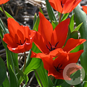 Tulipa Praestans Zwanenburg Variety verpakt per 100
