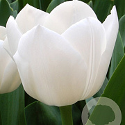 Tulipa Royal Virgin 11-12 cm verpakt per 100
