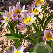 Tulipa saxatilis verpakt per 100
